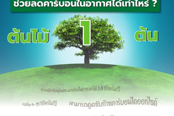 ต้นไม้ 1 ต้น ช่วยลดคาร์บอนในอากาศได้เท่าไหร่ ?