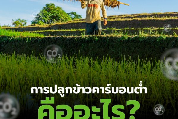 การปลูกข้าวคาร์บอนต่ำ คืออะไร? สำคัญอย่างไรต่อภาคการเกษตรไทย?