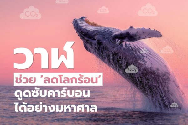 วาฬช่วย ‘ลดโลกร้อน’ ดูดซับคาร์บอนได้อย่างมหาศาล
