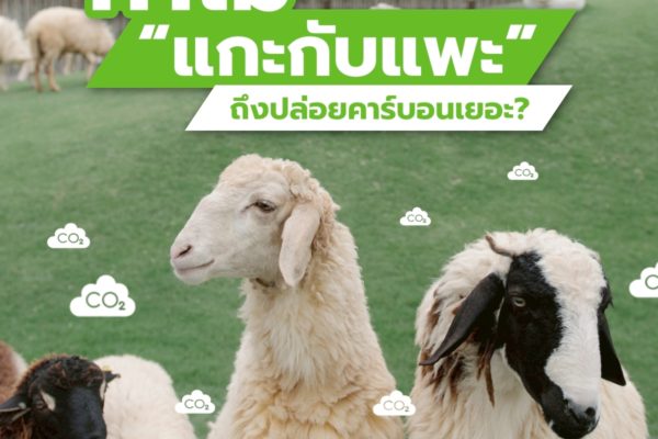 ทำไม “แกะกับแพะ” ถึงปล่อยคาร์บอนเยอะ?