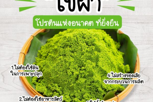 ไข่ผำ” โปรตีนแห่งอนาคต ที่ยั่งยืน
